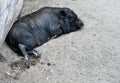 Black pig lying down